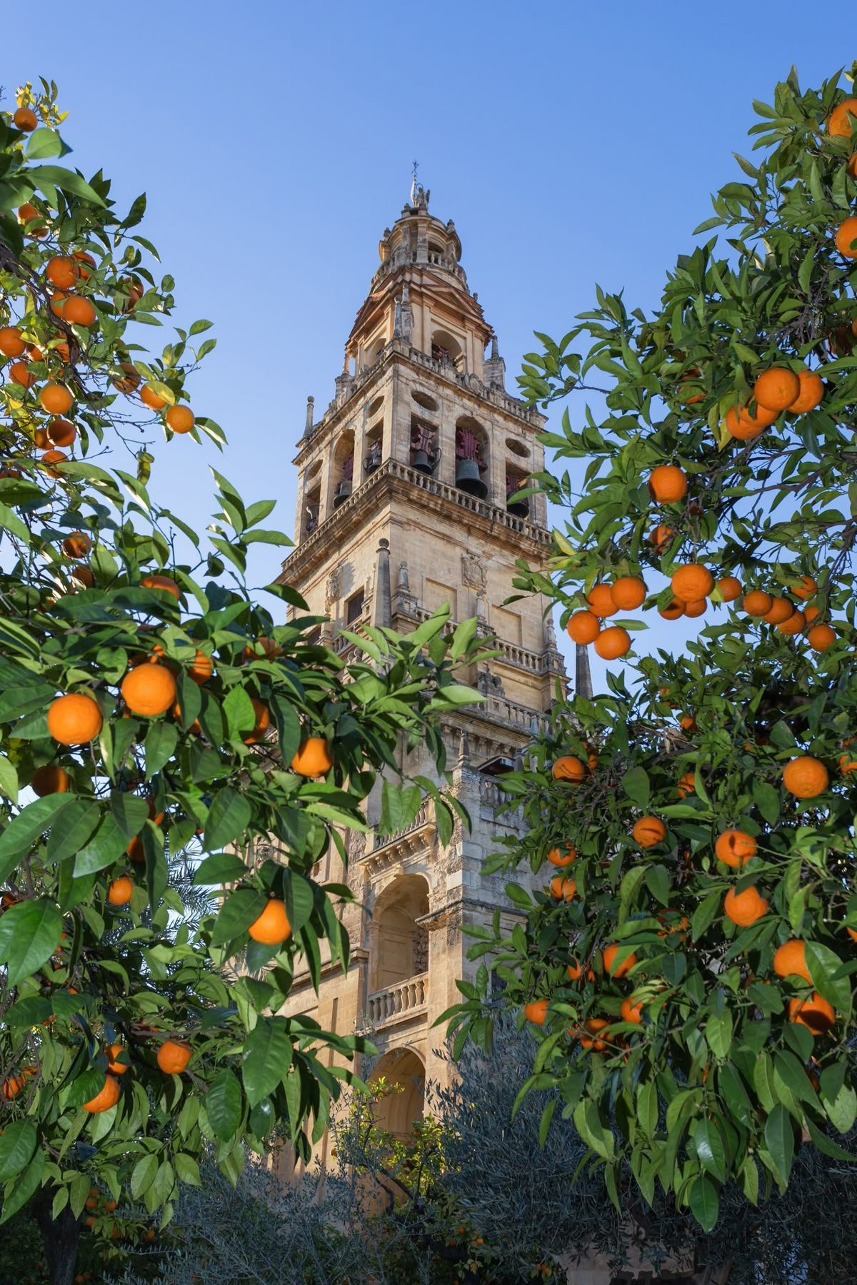 Orangenbaum vor einem Kirchturm